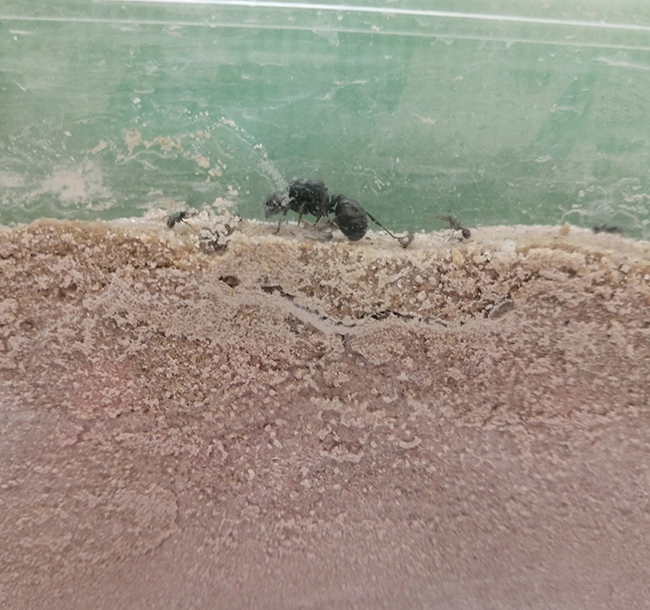 El proyecto El Bosque de Naturaliza en el CRA de Cabanillas de la Sierra