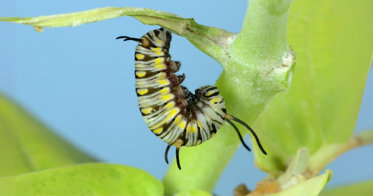 ¿A dónde van los insectos en invierno?