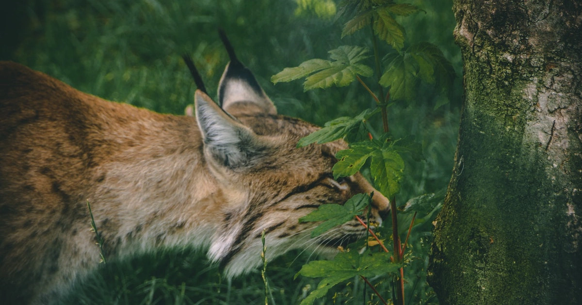 Europa y biodiversidad, cuéntales la Estrategia 2030 a tus alumnos