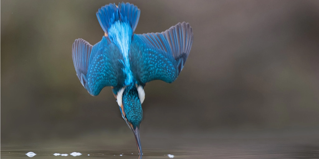 Biomímesis en el aula, ¿qué podemos aprender de la naturaleza?