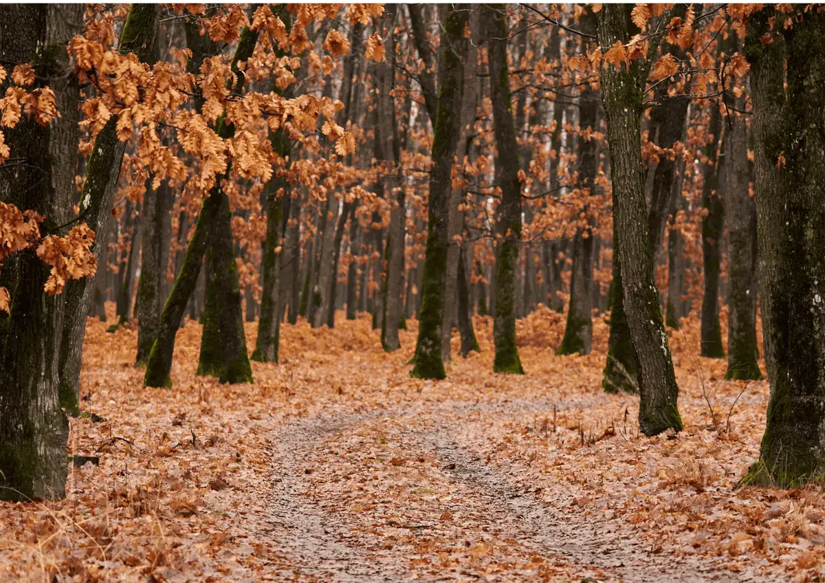 Bosque denso con árboles y vegetación típica del ecosistema forestal