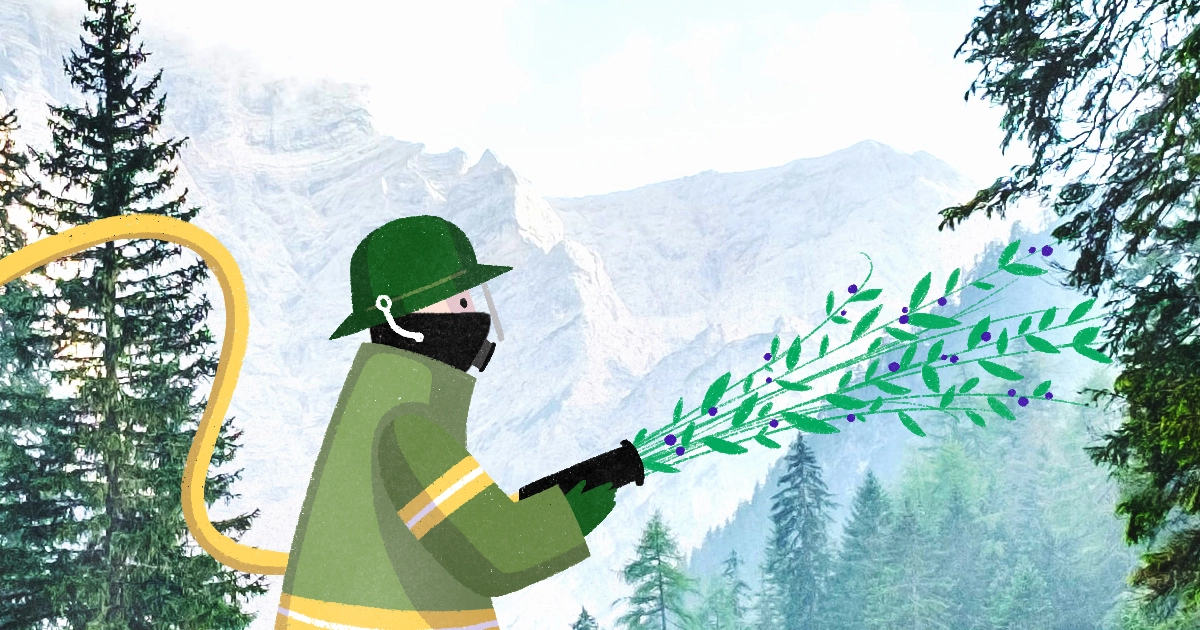 Cuidar los bosques: educación ambiental para la prevención de incendios