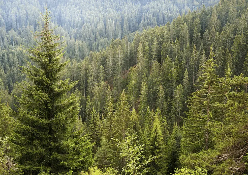 Bosque diverso con flora y fauna en ecosistema natural