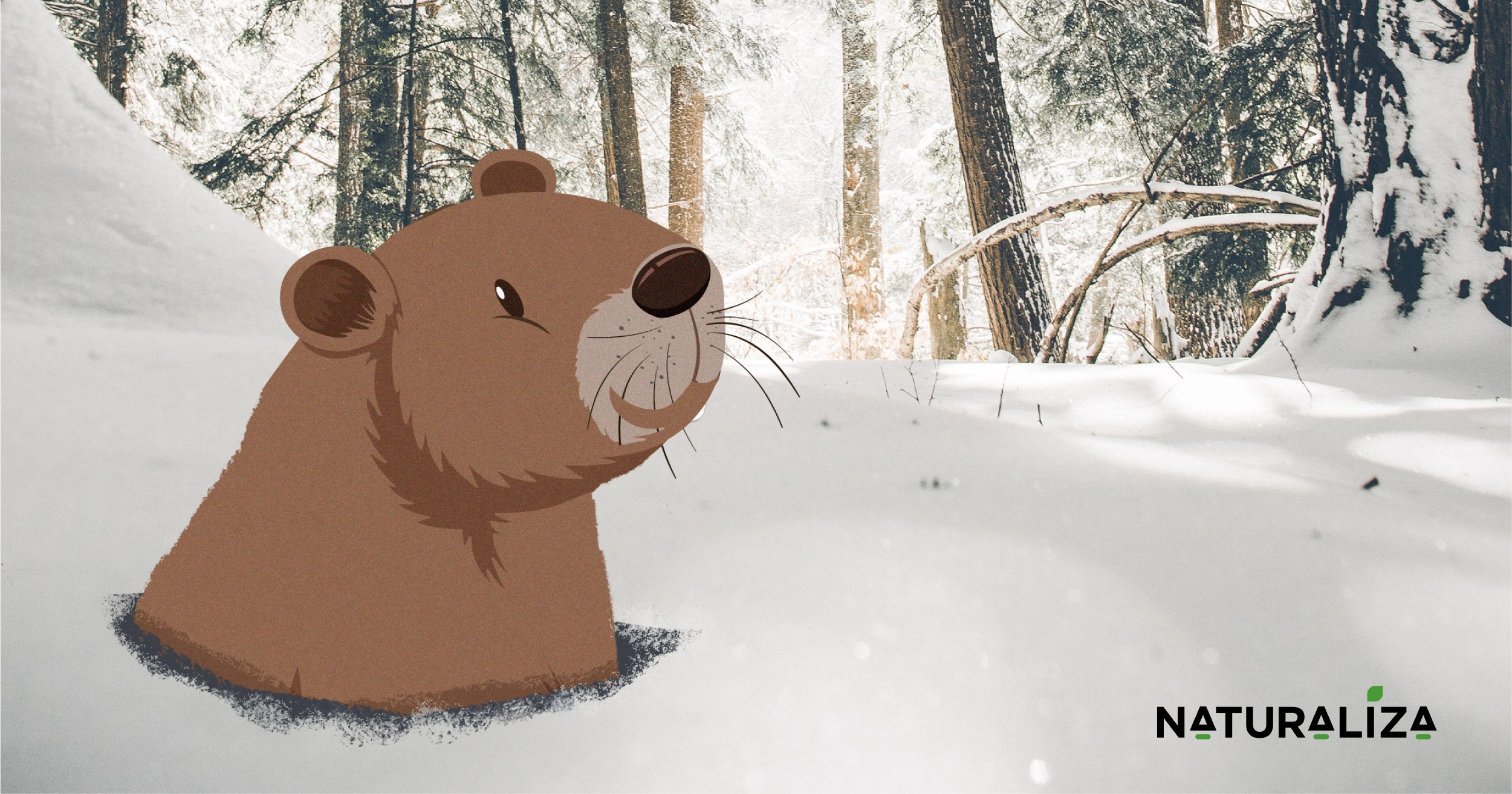 Subnivium: vida bajo la nieve