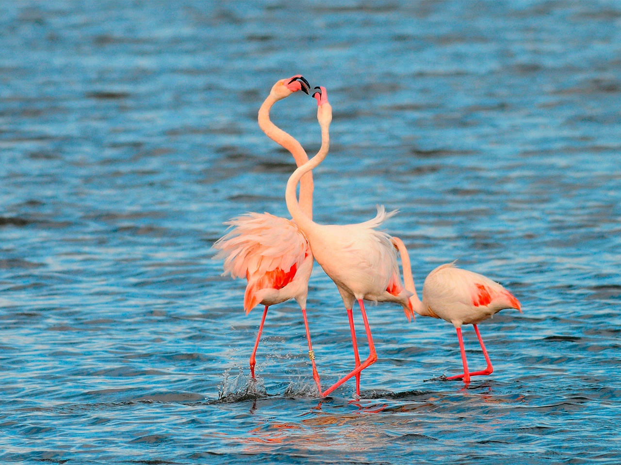 Doñana cumple 50 años como un espacio tan protegido como amenazado
