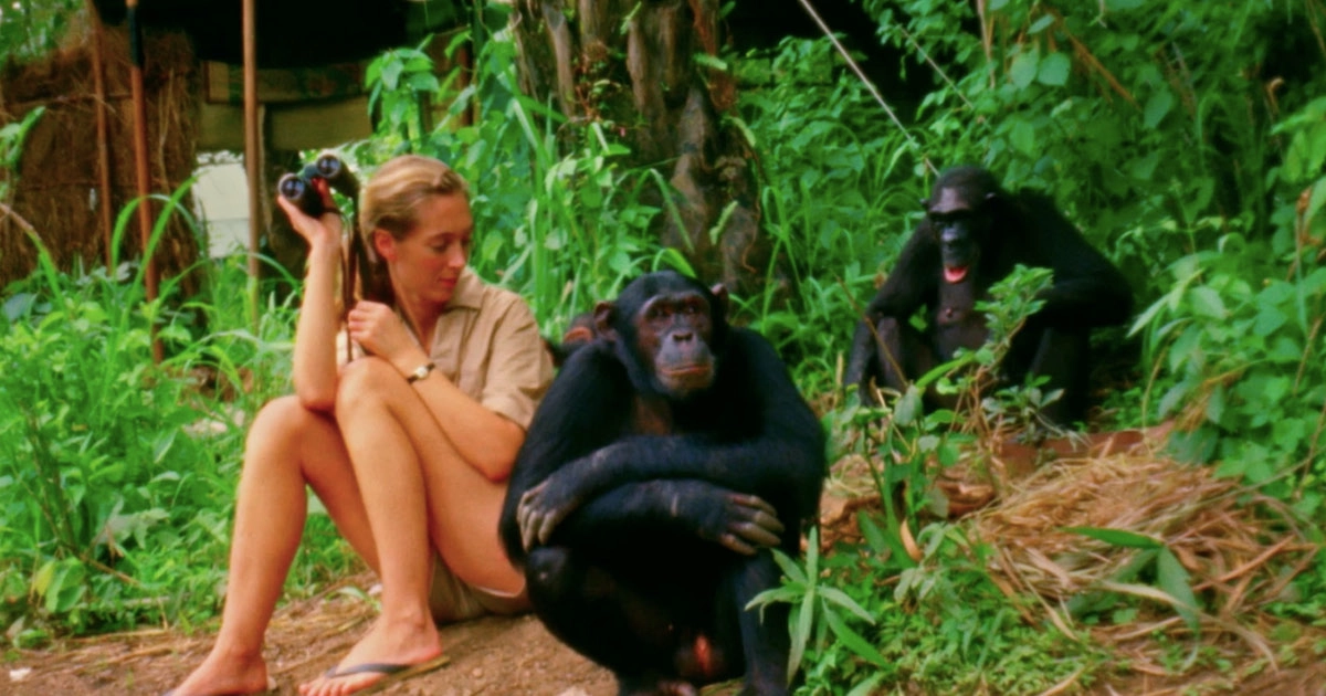 El legado de Jane Goodall: sesenta años de aprendizaje en la selva