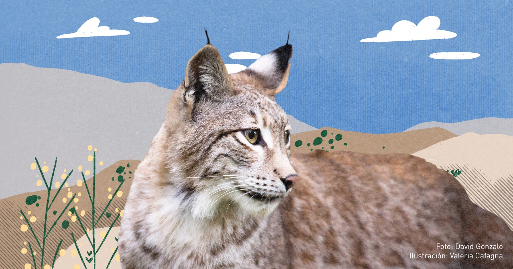 Recuperar y proteger al lince, también en los colegios