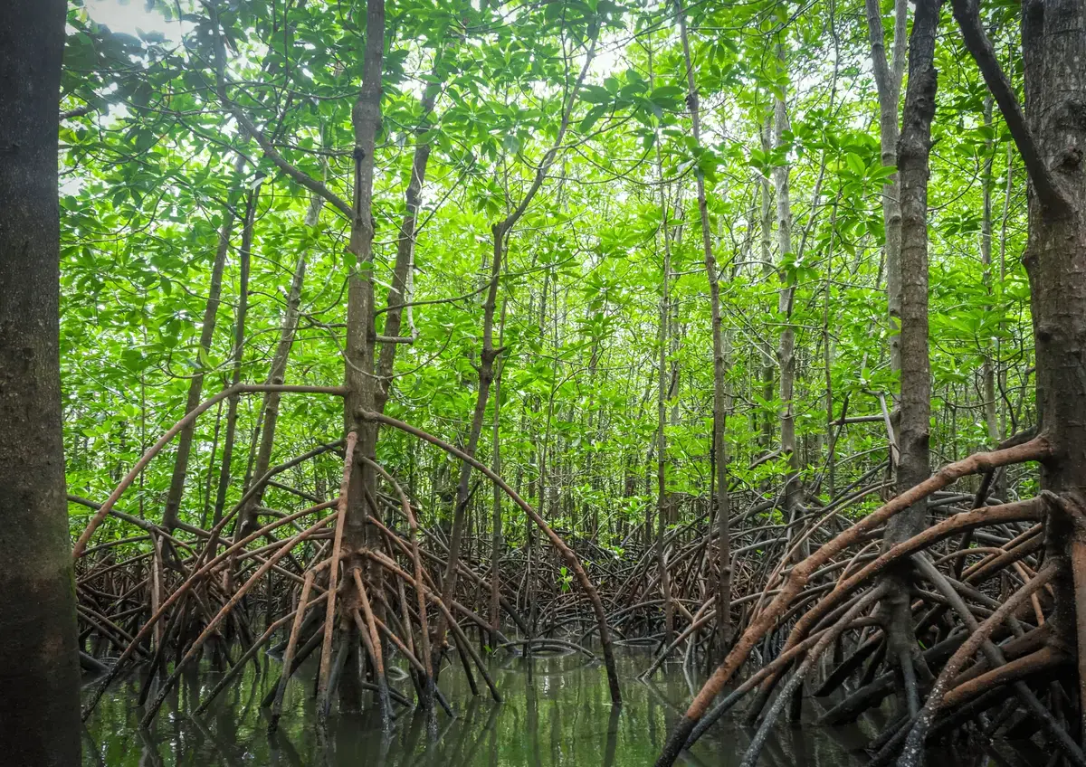 Ecosistema de manglar costero con vegetación densa y biodiversidad