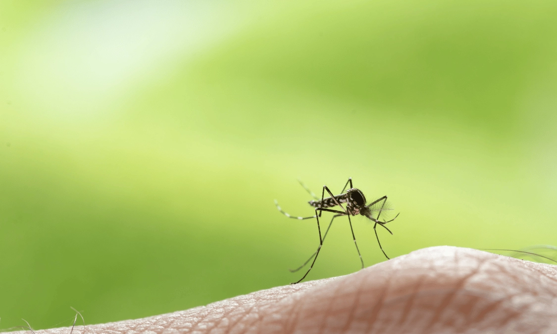 repelente natural mosquitos