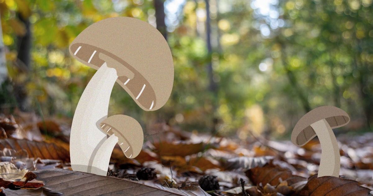 Las setas, un tesoro otoñal