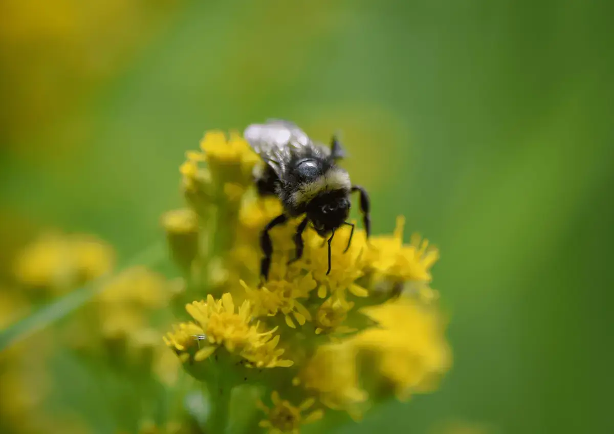 Polinización en ecosistemas naturales