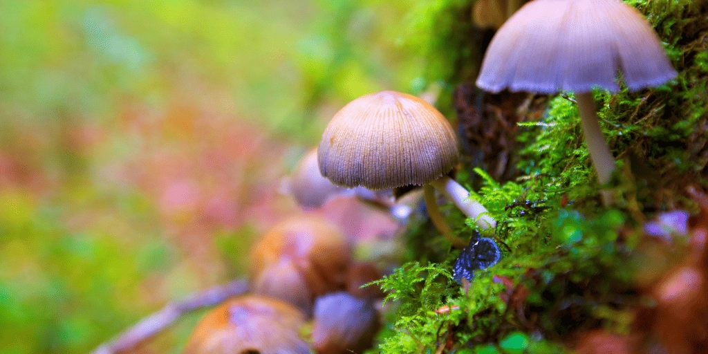 Tipos de ecosistemas: clasificación, ejemplos y su importancia