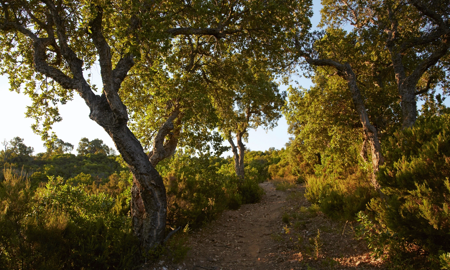 dia internacional de los bosques