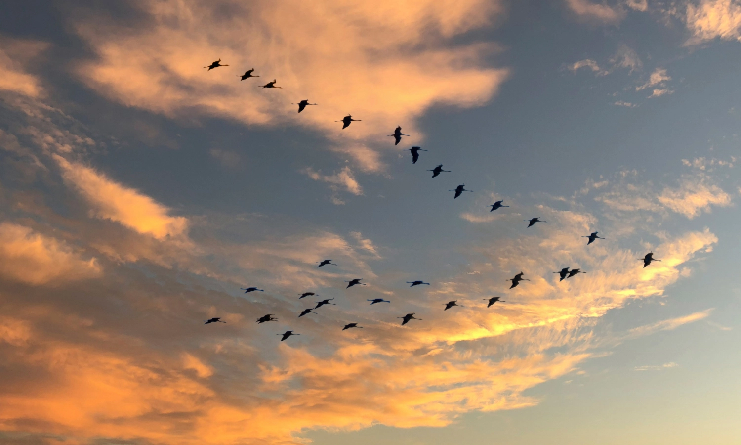 dia mundial de las aves