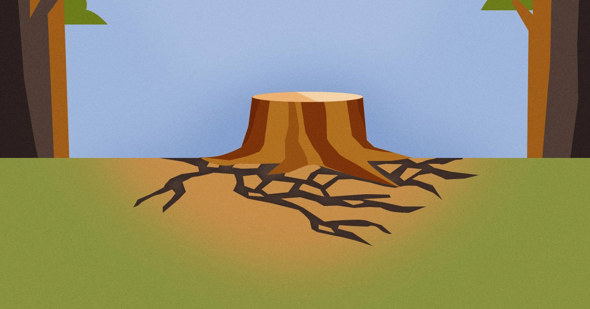 Consecuencias de la deforestación: nuestro suelo en peligro