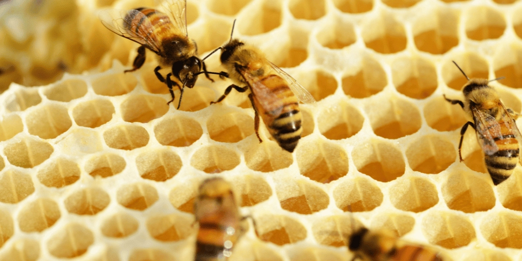 Día mundial de las abejas: por qué son tan importantes y cómo podemos salvarlas