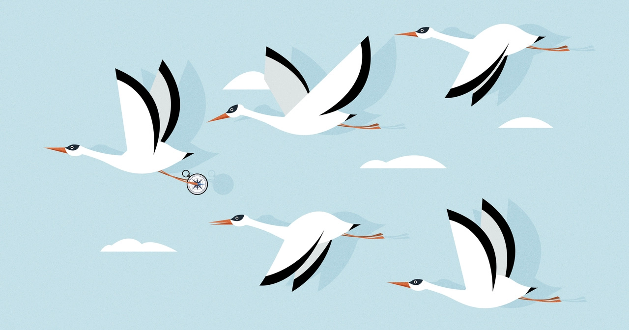 ¿Cómo saben las aves cuándo y dónde migrar?