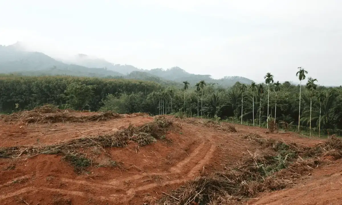 Qué es la deforestación: causas y consecuencias de la tala de árboles