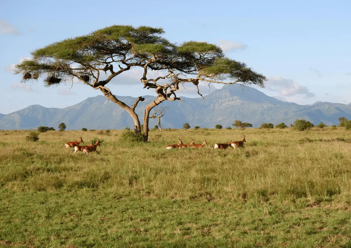 Ecosistema de sabana con praderas y poca vegetación arbórea