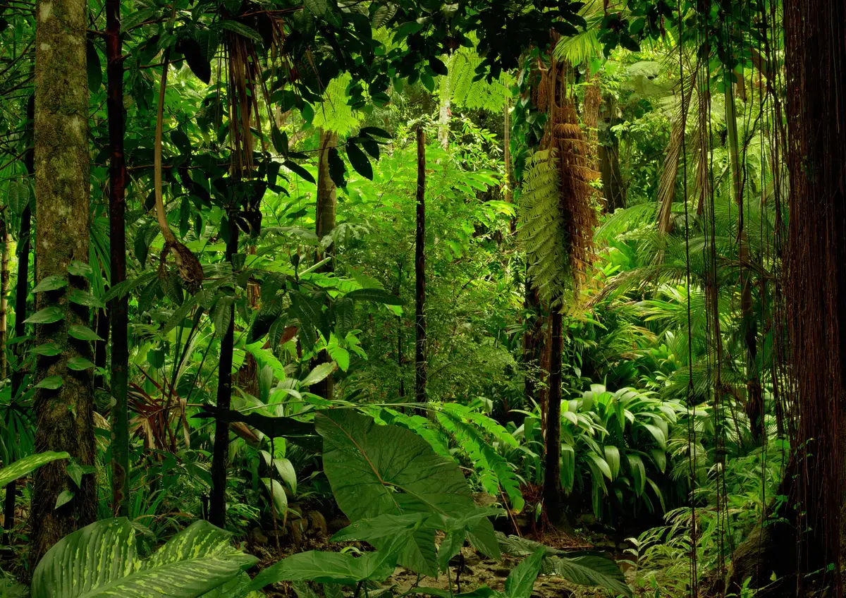Selva con alta biodiversidad y ecosistema tropical