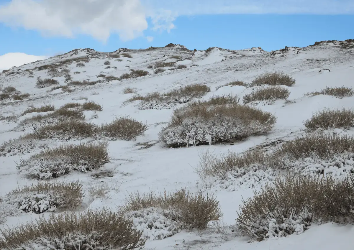Ecosistema de tundra con vegetación y clima característicos