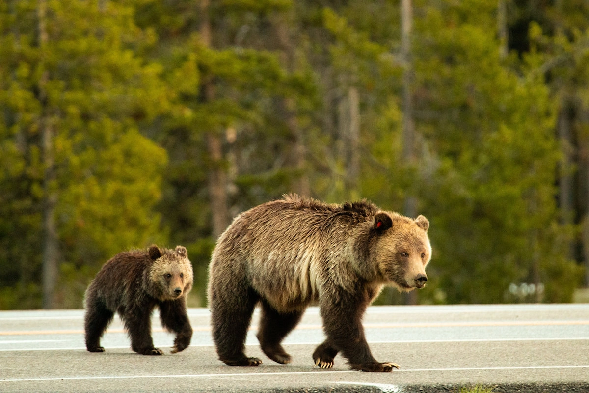 La ‘reconquista urbana’ de la vida silvestre: ¿espejismo o realidad?