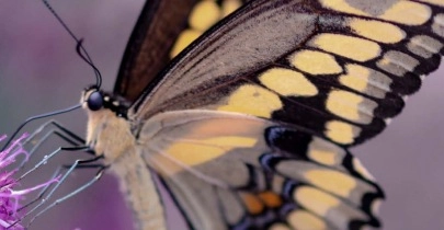 Comederos de mariposas