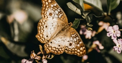 ¿Quien se come a quien?