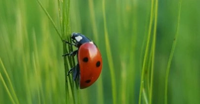 Refugios para mariquitas