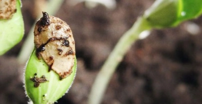 Los seres vivos del entorno