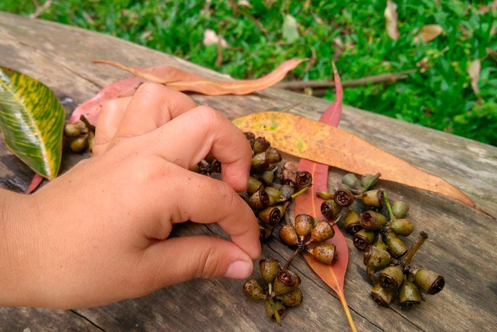 Patrones y leyes en la naturaleza