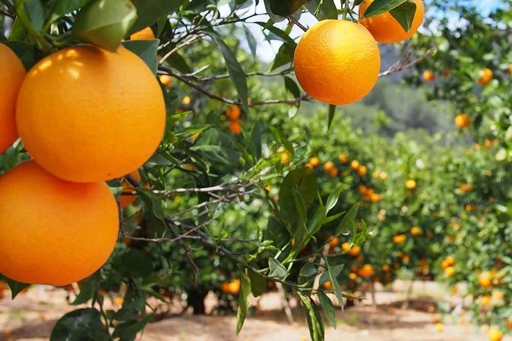 Cambio global, economía local