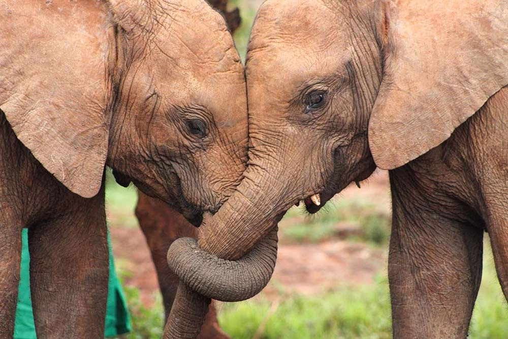 Mis amigos los animales y las plantas