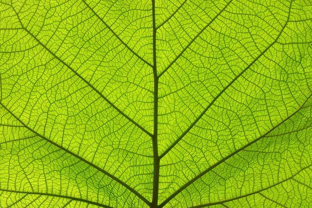 CSi: el Dr. Fungi en el pinar