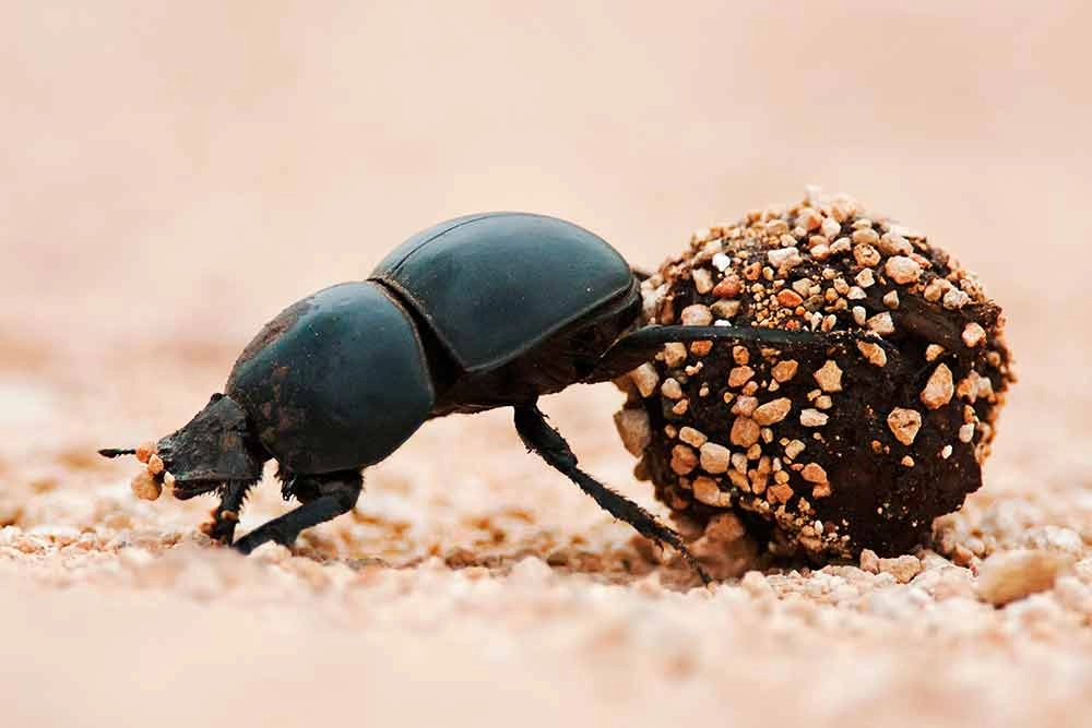 El escarabajo pelotero