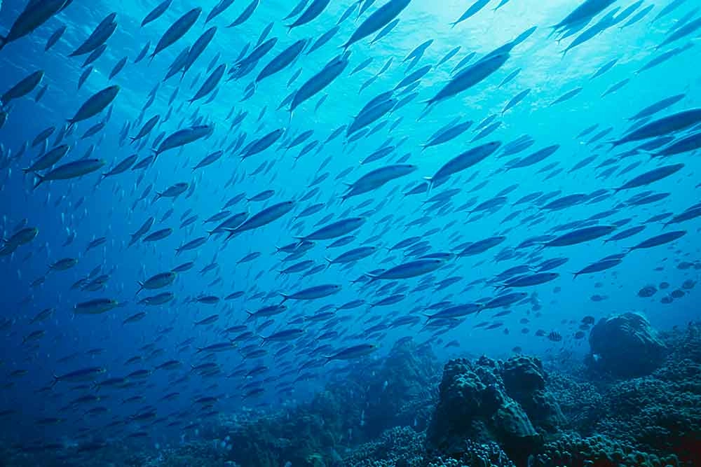 Los súper-poderes de los animales